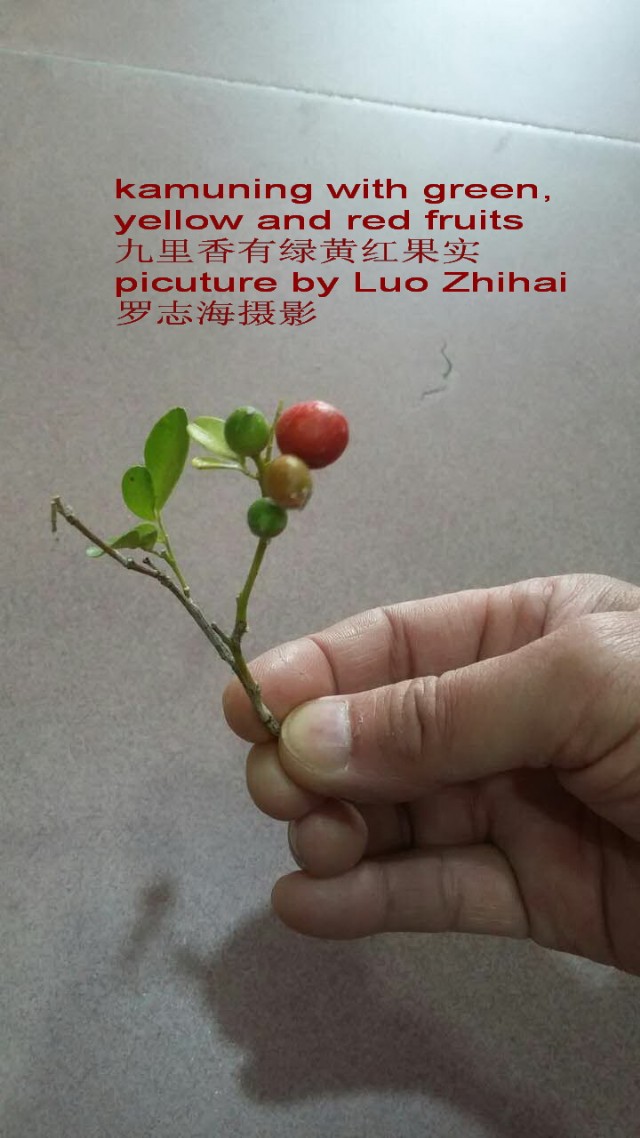 Three Colors Of Fruits