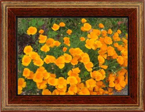 California Poppies