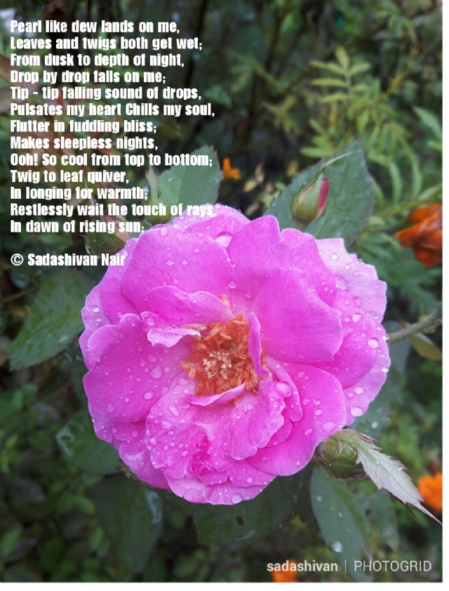 Pearl Like Dew Lands On Me