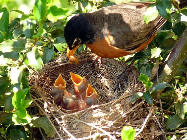 Birds Build The Nest On Tree Top