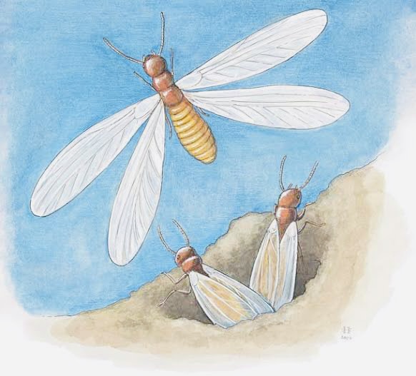 Storm Bugs