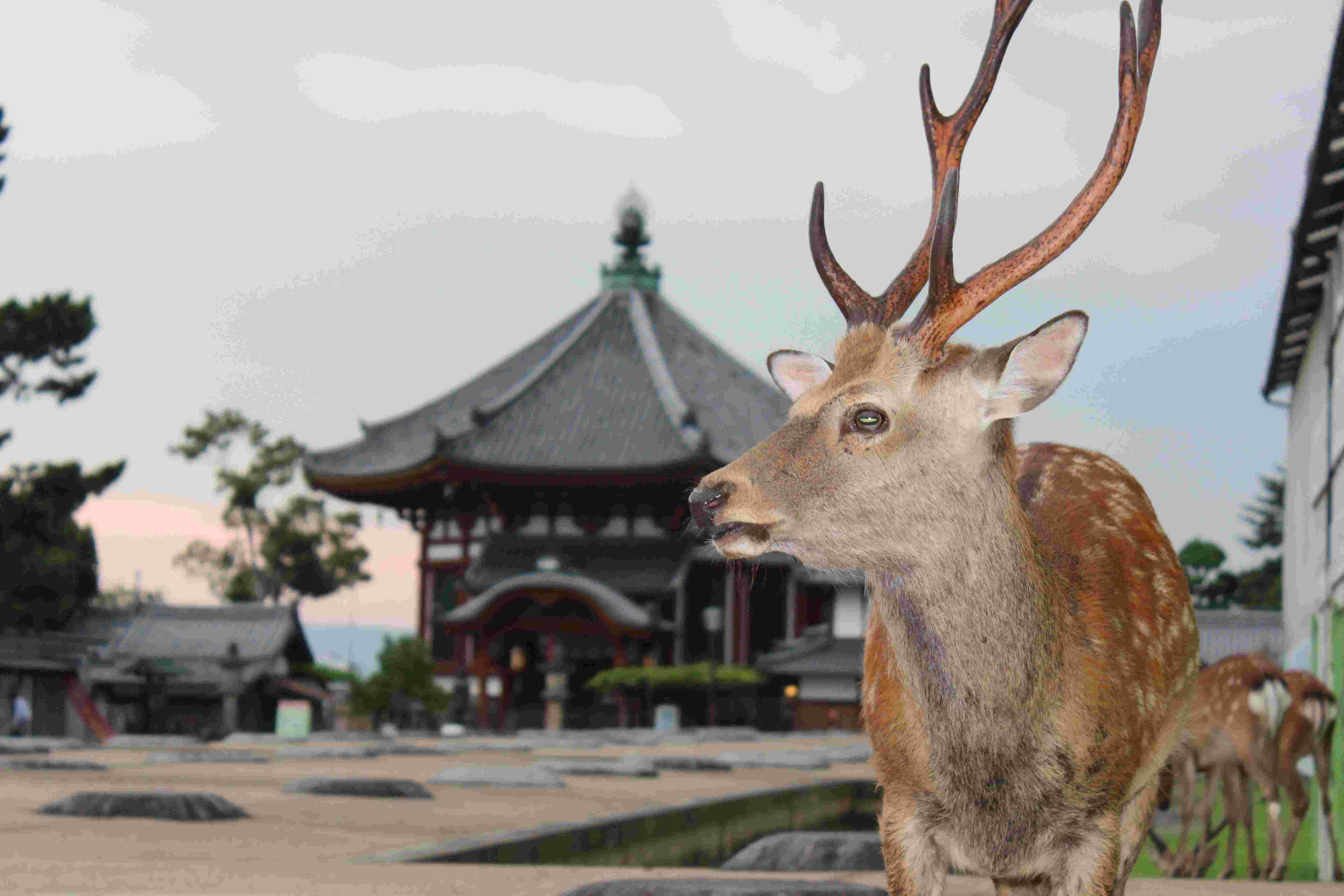 Wild Deer In Nara