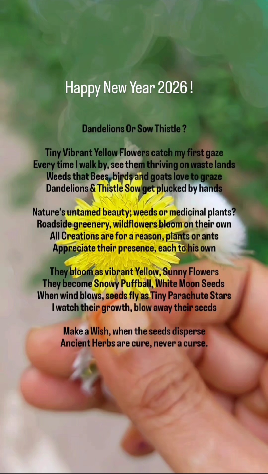 Dandelions Or Sow Thistle?