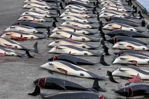Scofflaw Japan Murdering Whales Again