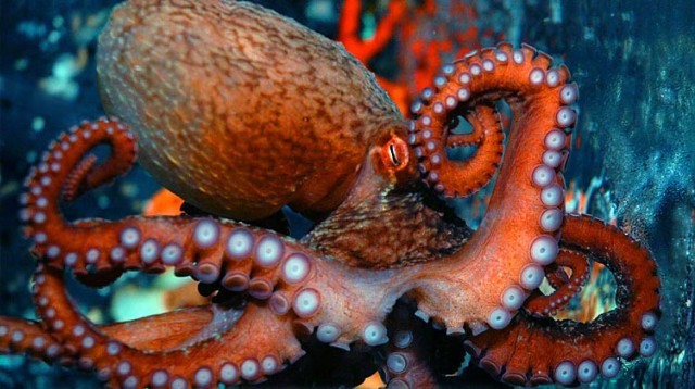 Gravid Octopus