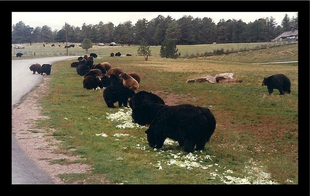 Bear Country, Usa