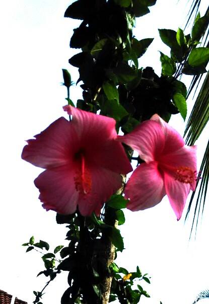 My Pink Hibiscus