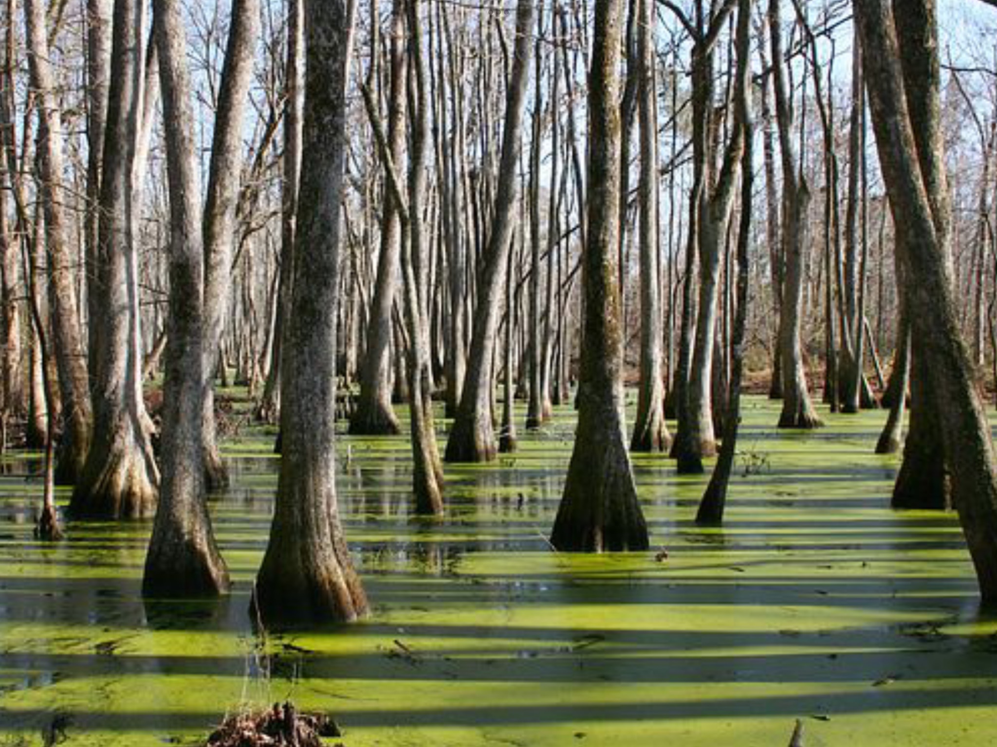 The Swamp Cypress