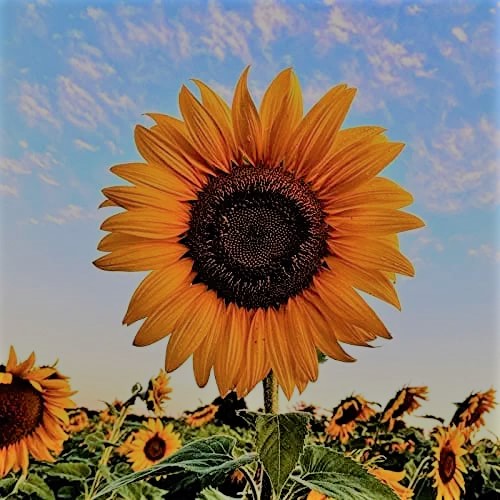 Dance 7 - Dancing Like A Sunflower