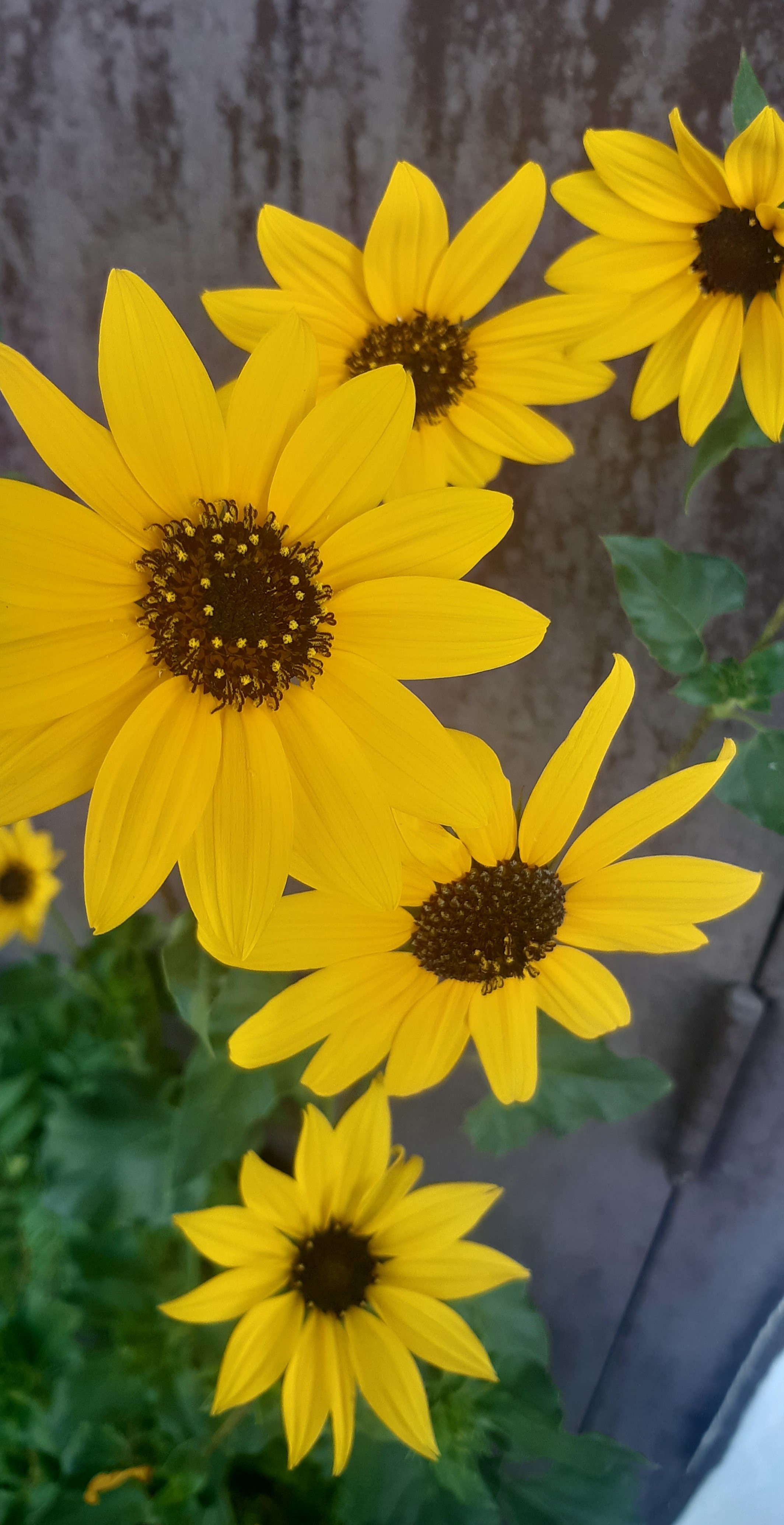 Dance 14 - Dance Like A Sunflower