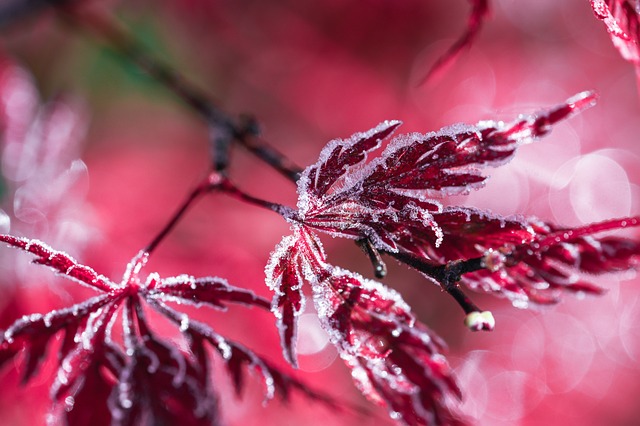 Strawberry Autumn