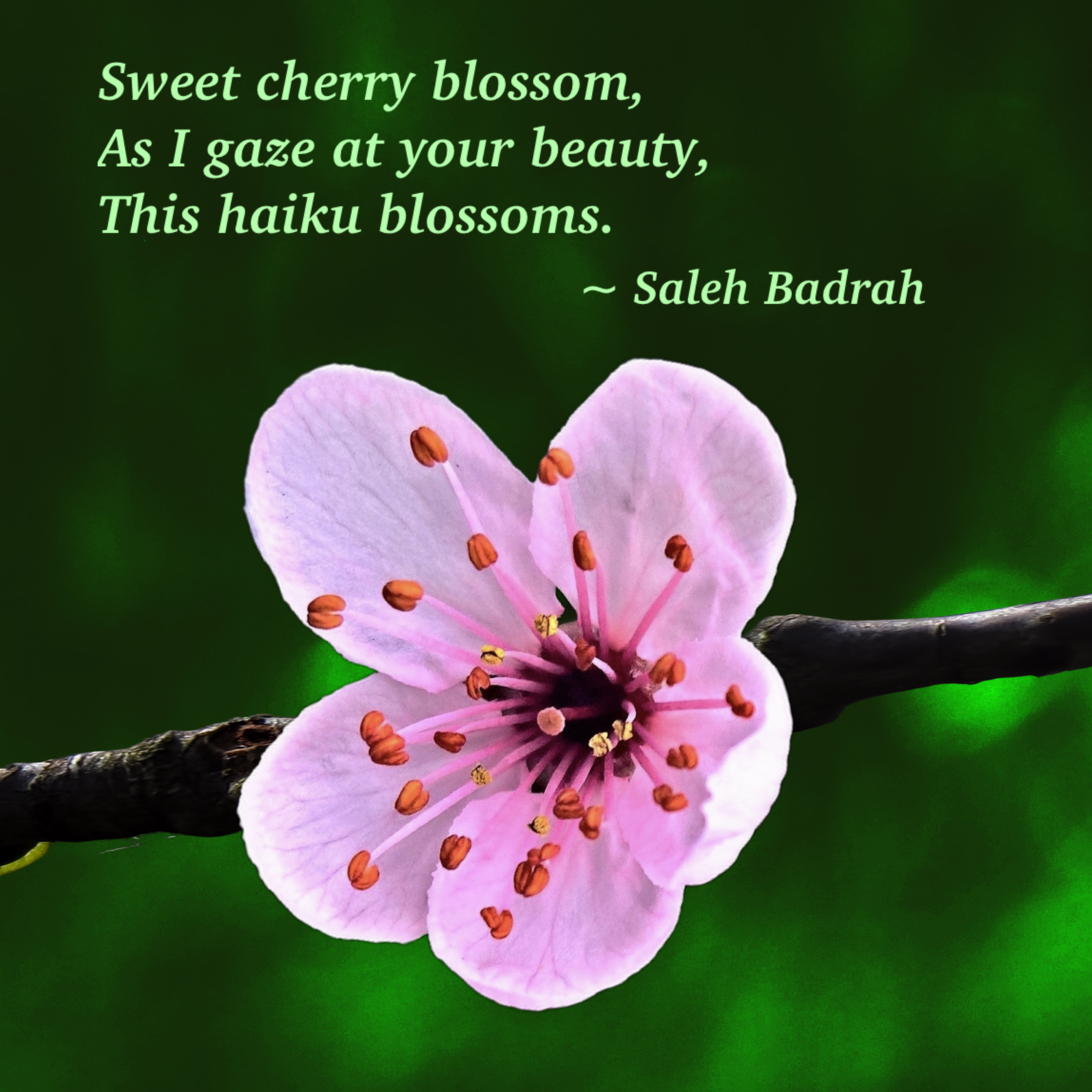 Sweet Cherry Blossom