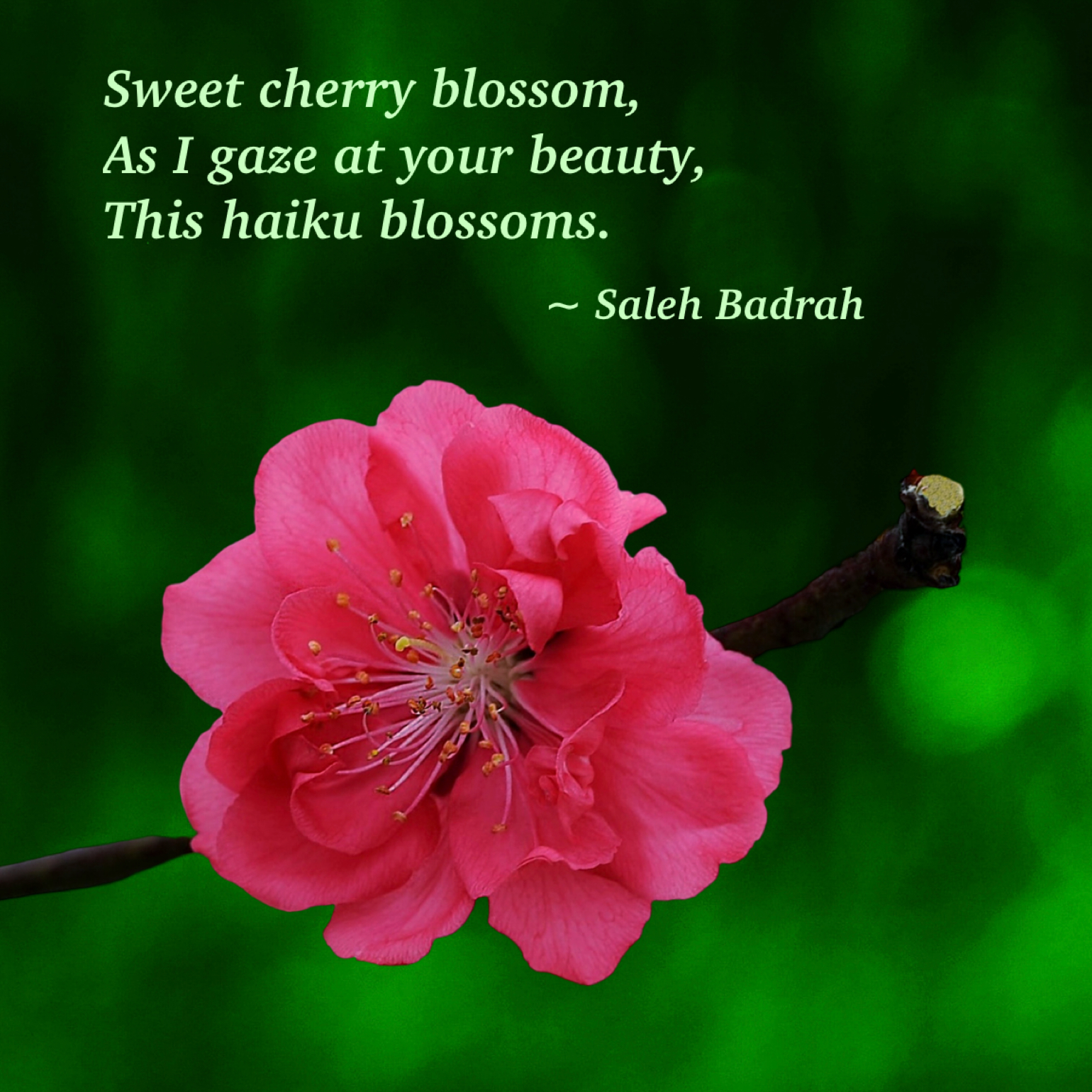 Sweet Cherry Blossom