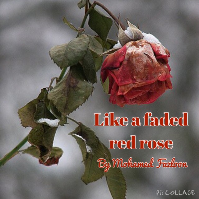 Like A Faded Red Rose
