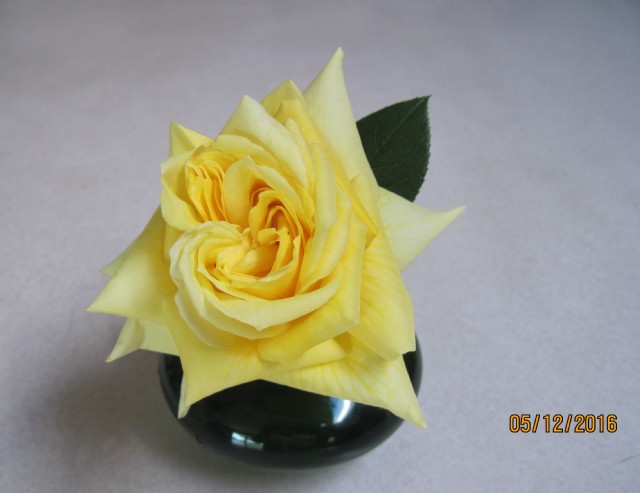 My First Yellow Rose