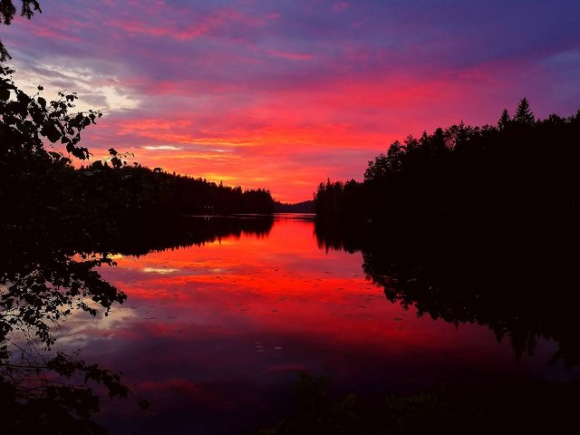 Αγριολούλουδα[ Του Barry Middleton ]