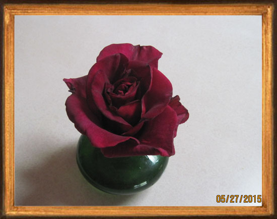 Deep Red Rose