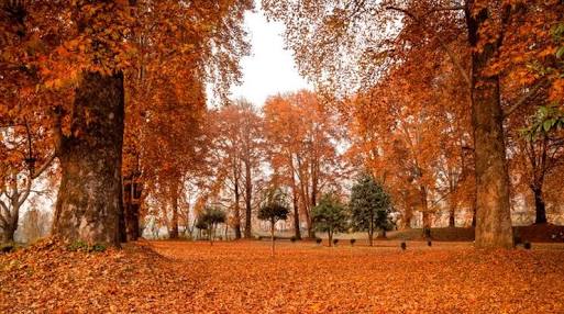 Ghazal (Autumn)