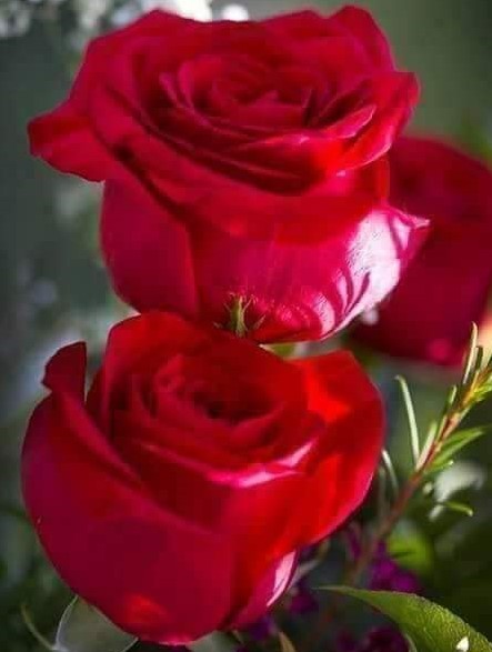 Flower Feelings 1 - Romantic Red Rose