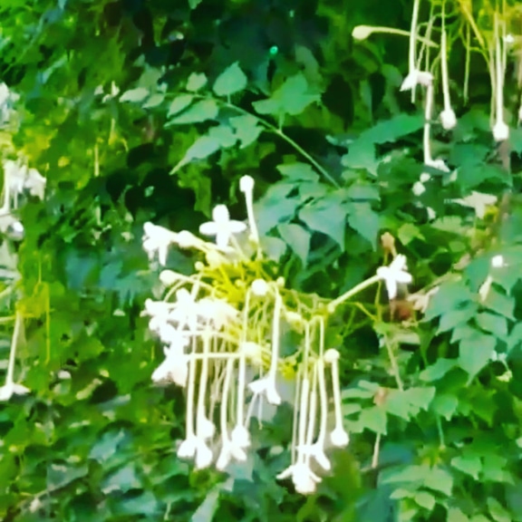 Swinging Fragrance!