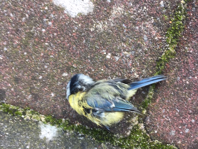The Blue Finch