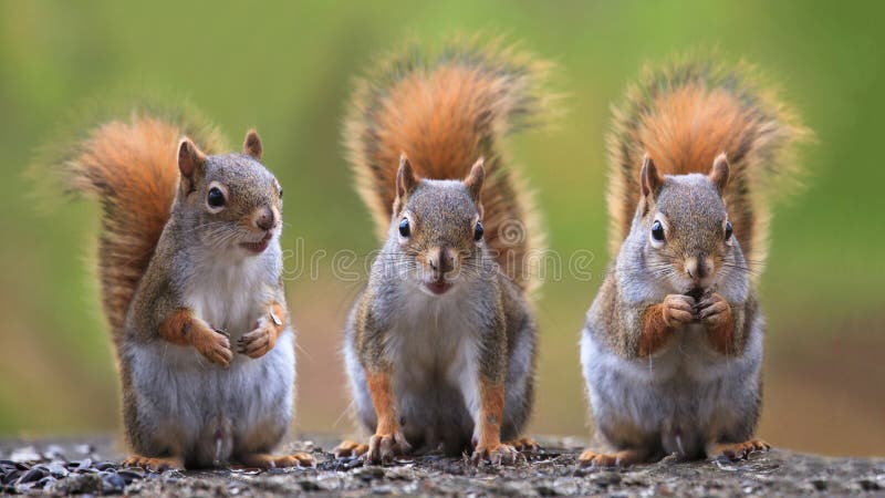 Squirrels Are Our Friends