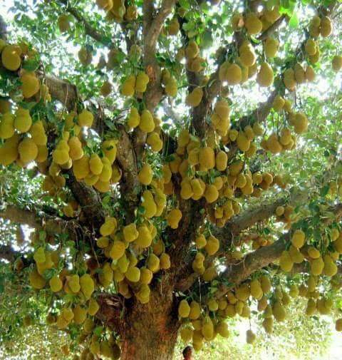 Jackfruit