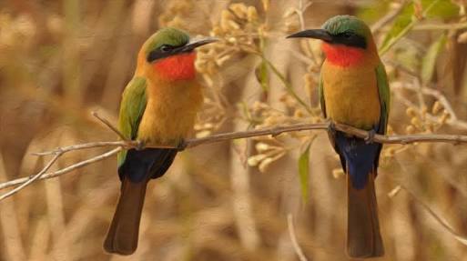 Two Sweet Birds.....
