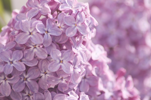 The Lilac Of My Heart