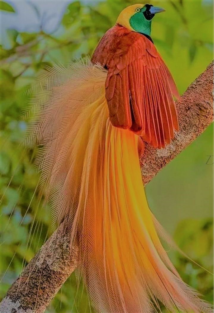 Bird Colours 1 - Fascinating 
birds