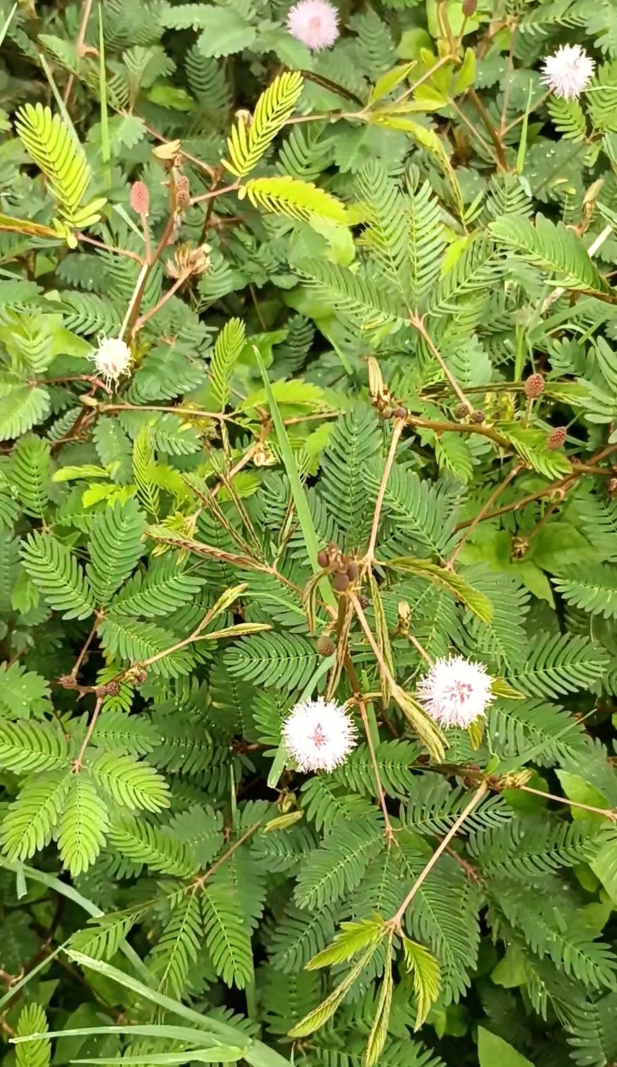 Mimosa Pudica.. The Touch Me Not Plant