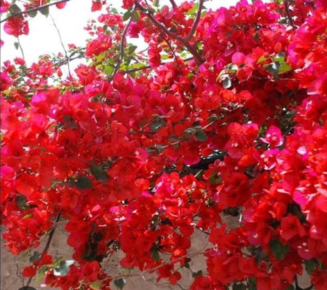 The Bougainvillea In Autumn