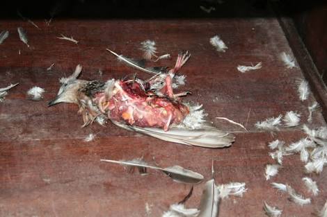 Dove Is Killed