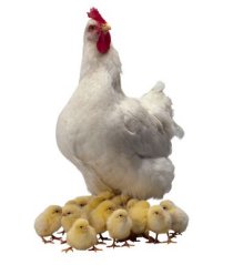Simple Verse.25. Mother Hen And Her Little Chicks