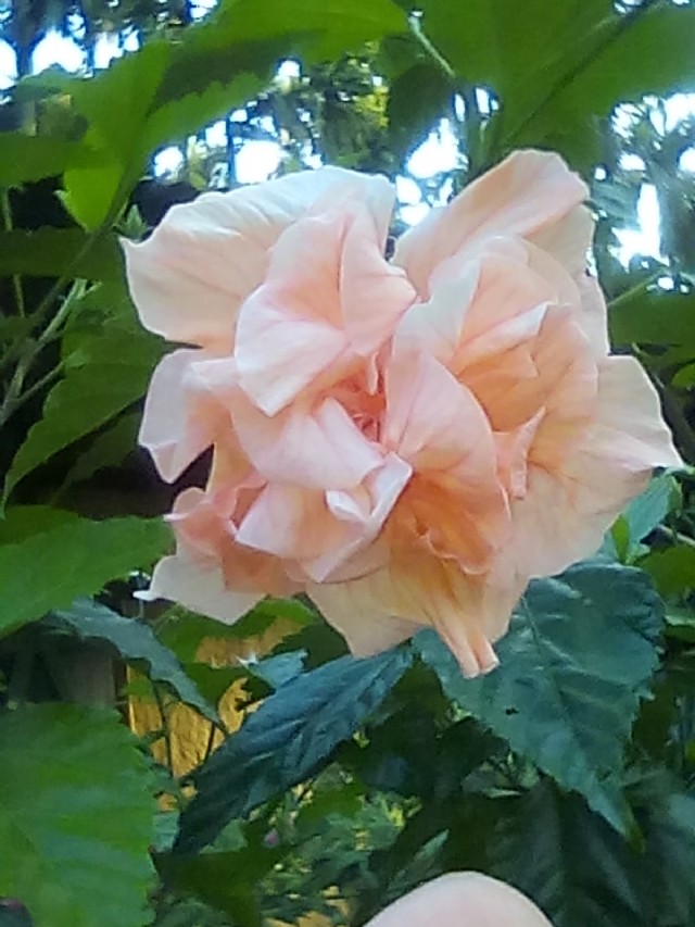 रैसुमै/जौमोननि बाराव गोसोआ