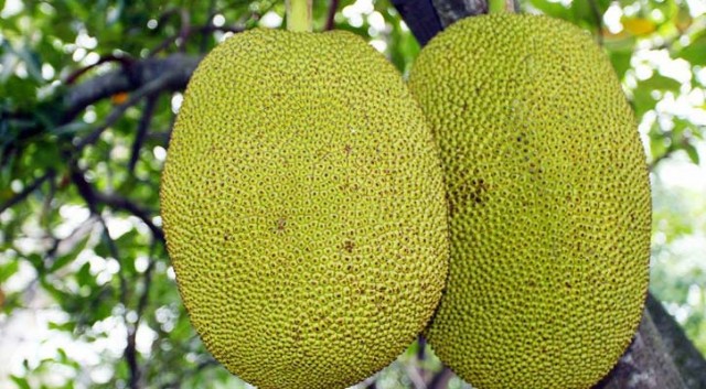 আজ কাঁঠালের বন্দনা শুনবে কি কেও শুনবেনা (Az Kathaler Bondona))