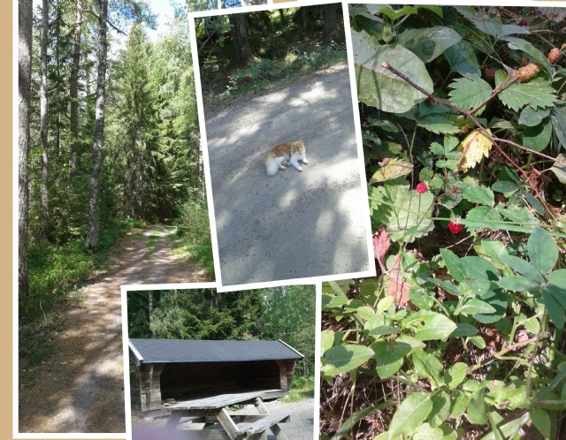 Down Blueberry Woods Sweden 2017 Summer July
