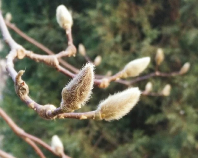 Till Late Snow Lands In The Cloud （风入松）