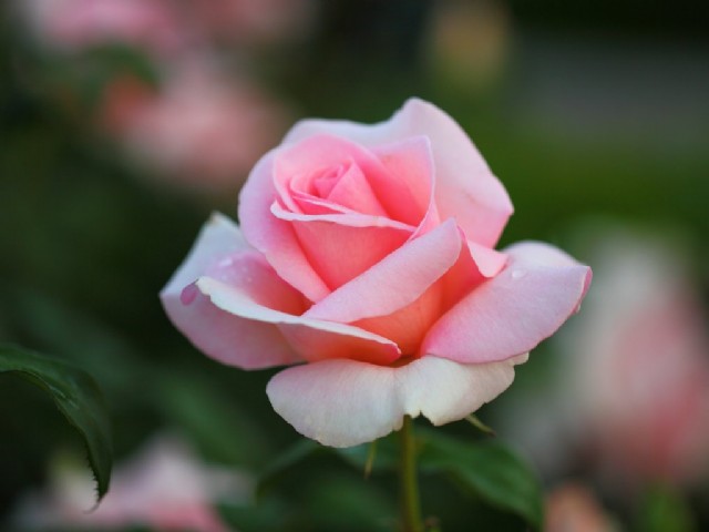 My Rose Blooms