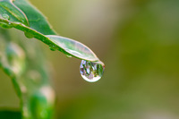 Dewdrops