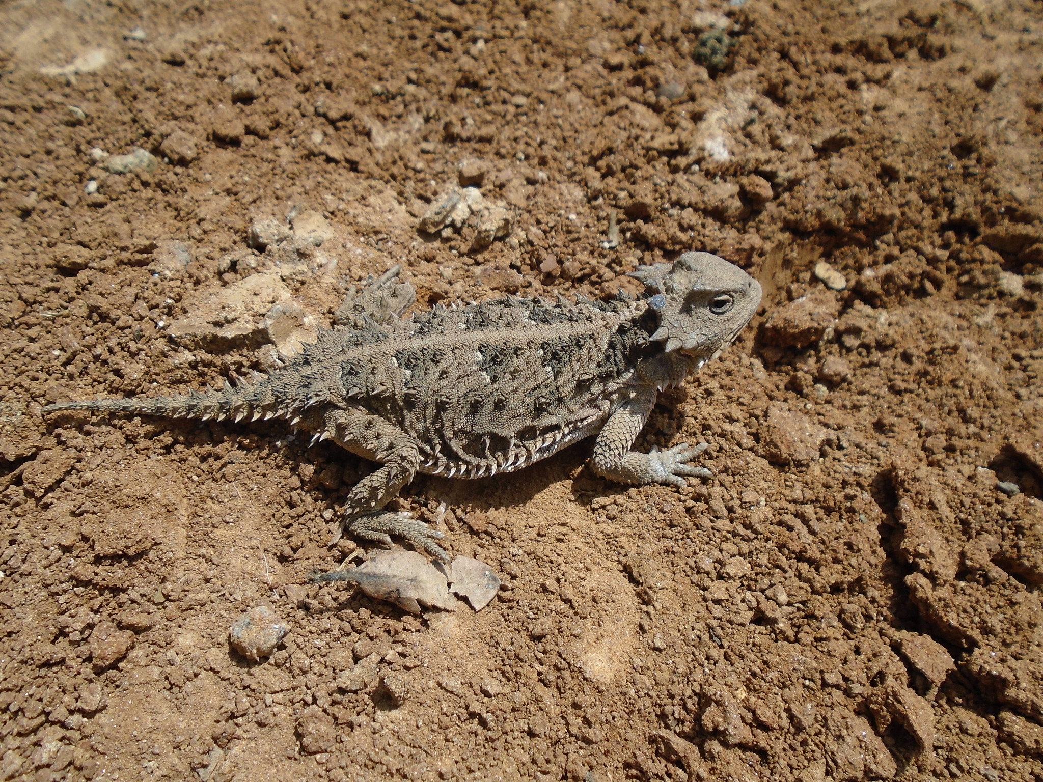 Horned Toad Memoir