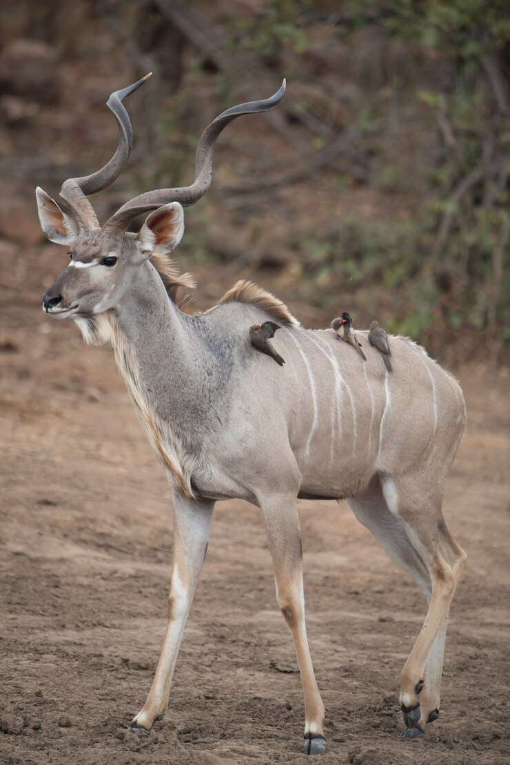 A Kudu In The Wild