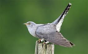 Lovely Cuckoo