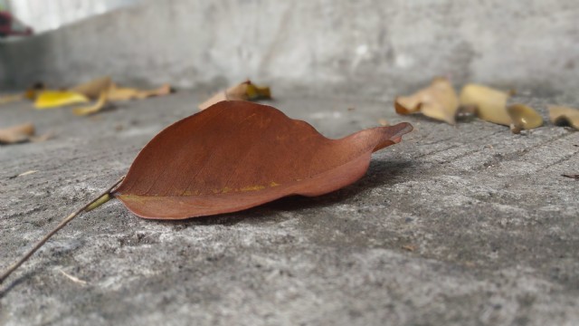 Ako Ay Magmamahal Muli