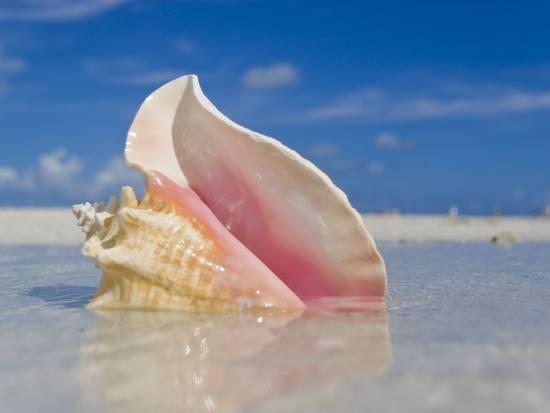 The Song Of The Conch Shell