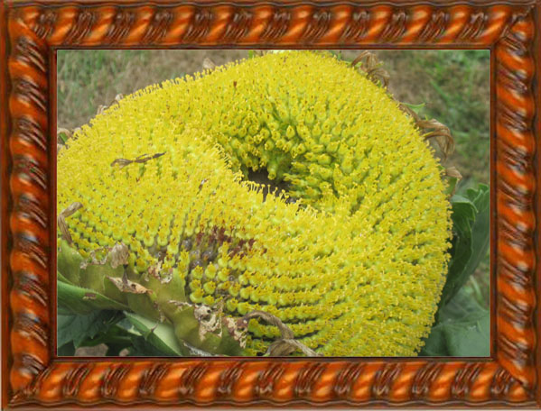 A Bird Planted Sunflower