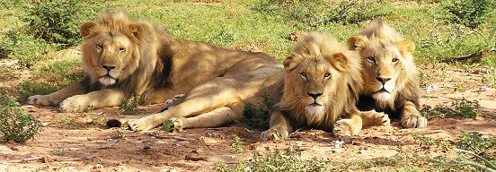 शेरों की जान को खतरा है (Hindi)