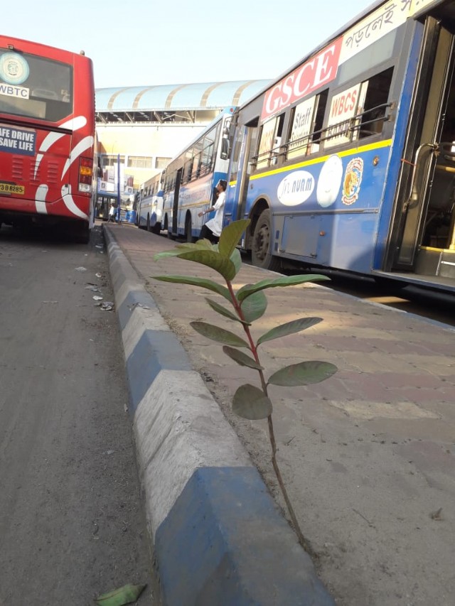 একলা প্রাণ