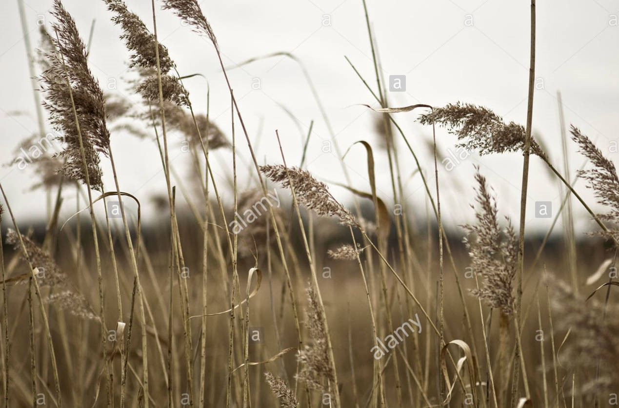 हवा का झोका..Hava