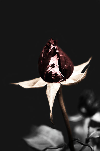 The Dying Flower